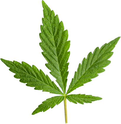 marijuana_leaf_large https://cbdstore.co.il/wp-content/uploads/2018/12/marijuana_leaf_large.png